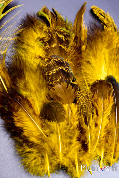 Paon bleu - 8-20 cm - jaune-brun